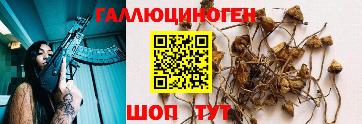 Псилоцибиновые грибы Cubensis Люберцы